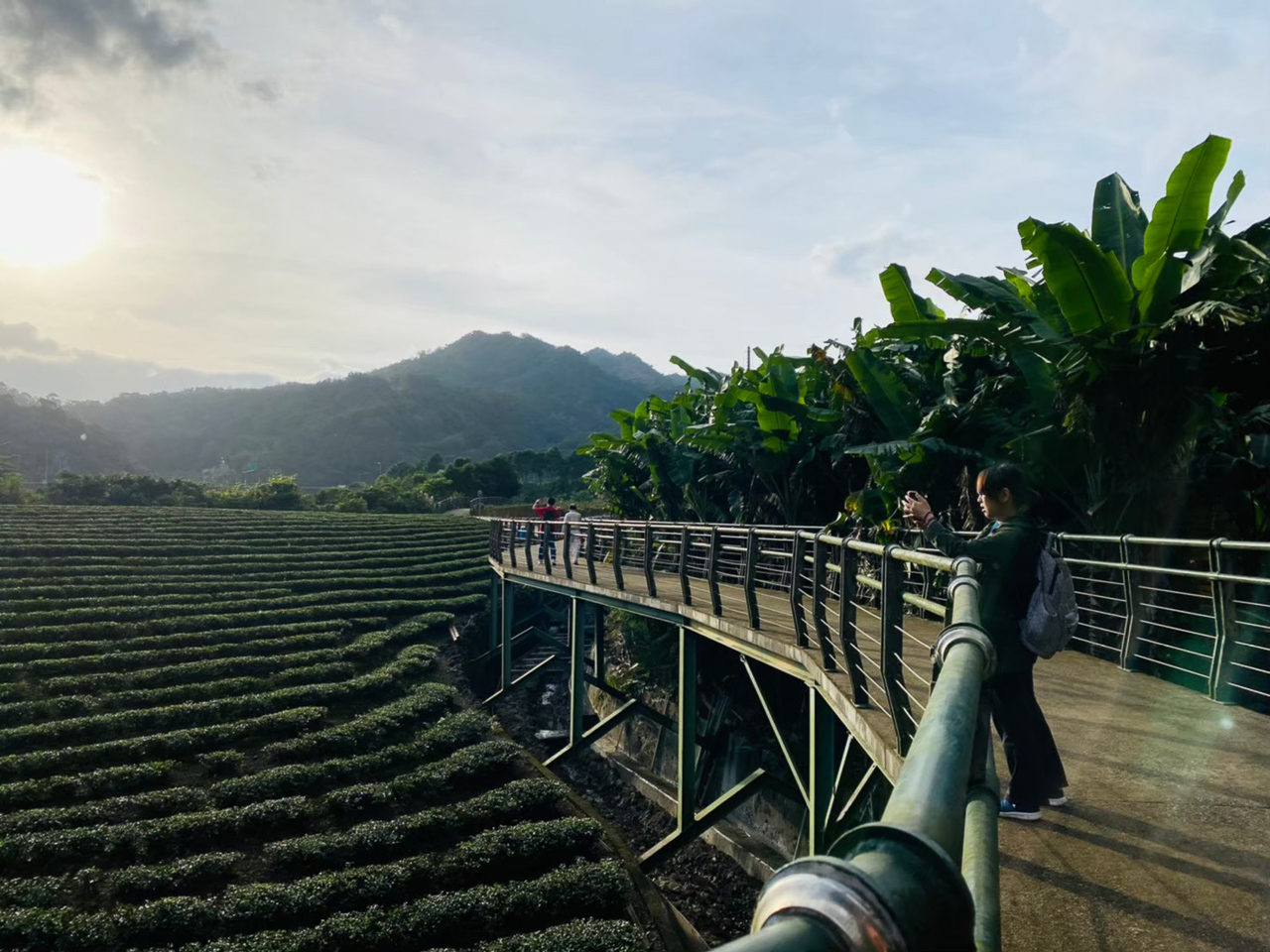 台灣藍鵲茶-秘境之旅