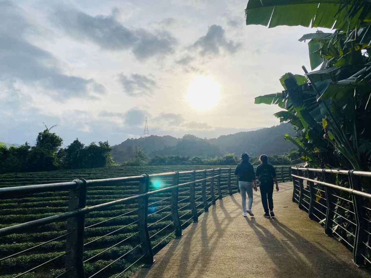 台灣藍鵲茶-秘境之旅