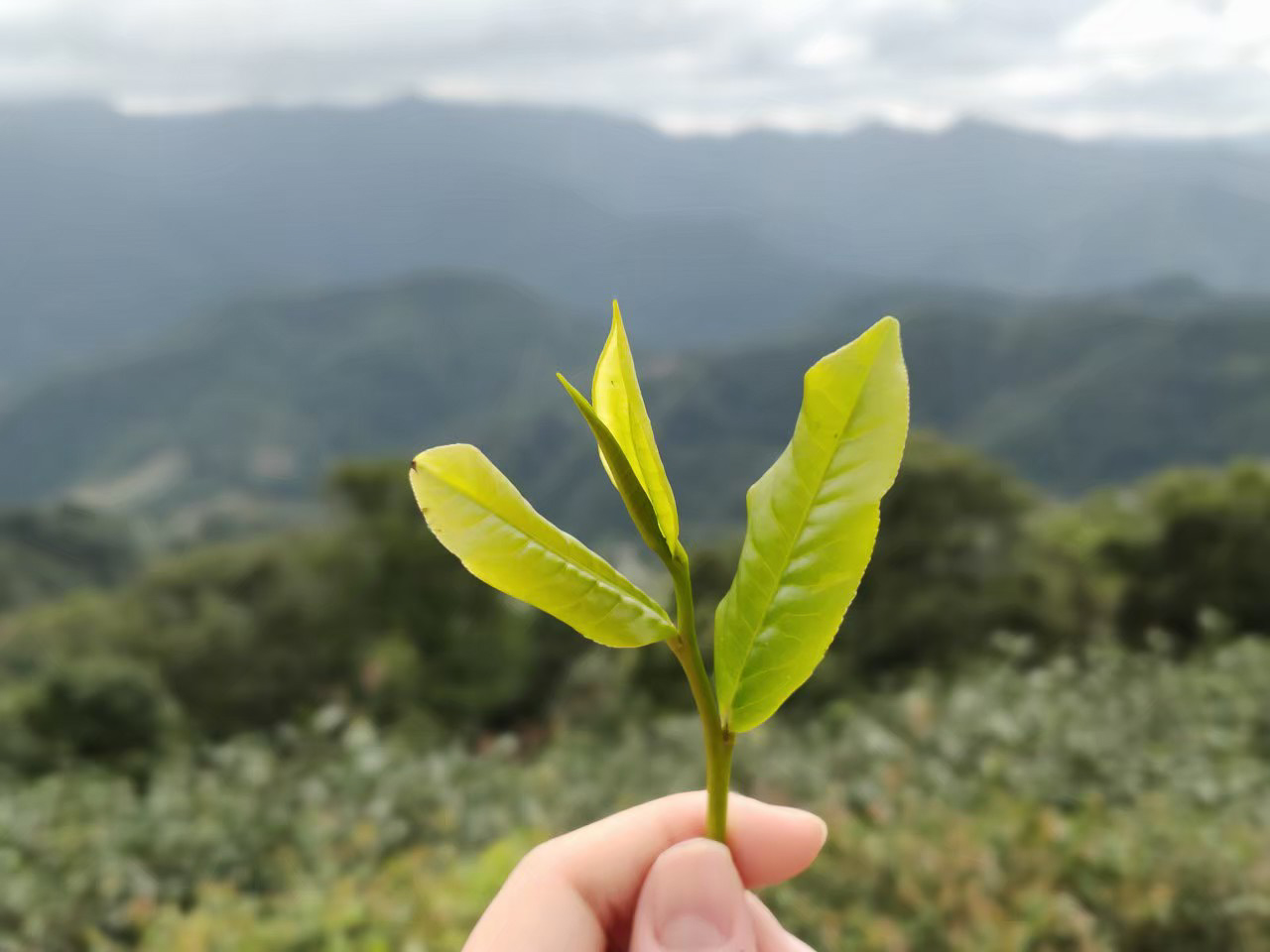 台灣藍鵲茶-秘境之旅